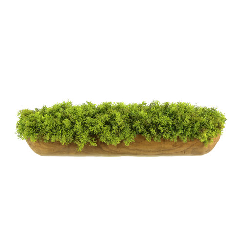 Primrue 6'' Faux Moss Plant in Wood Planter Wayfair